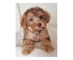 Beautiful Poodle puppies for sale - 2