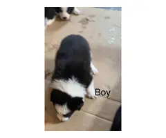 2 registered border collie puppies - 3