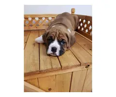 We've 1 male boxer puppy for sale - 2