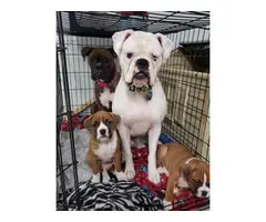 We've 1 male boxer puppy for sale - 4