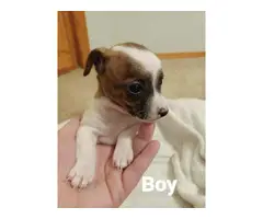 5 Chihuahua Puppies available - 3