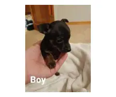 5 Chihuahua Puppies available - 5
