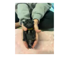 Black and fawn pug puppies - 2