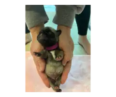 Black and fawn pug puppies - 4