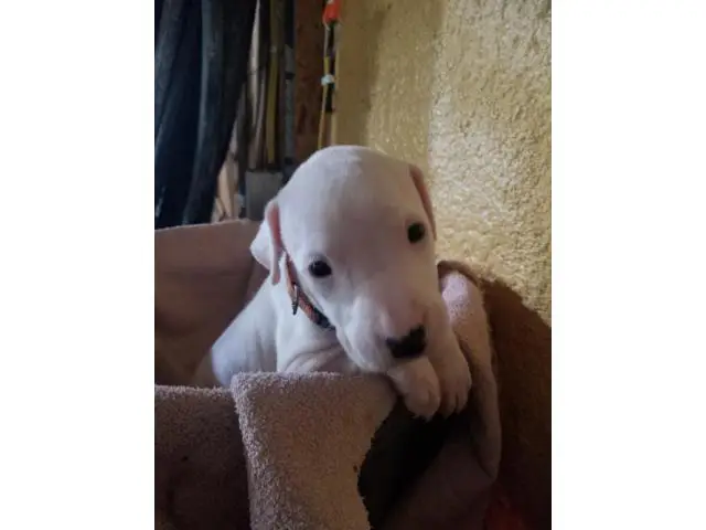 3 Healthy Dogo Argentino puppies for sale - 1/3