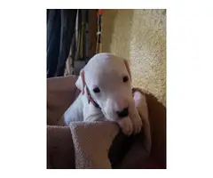 3 Healthy Dogo Argentino puppies for sale