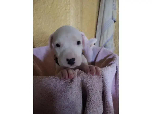 3 Healthy Dogo Argentino puppies for sale - 2/3