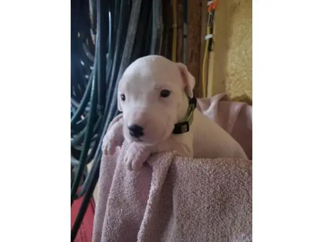 3 Healthy Dogo Argentino puppies for sale - 3/3