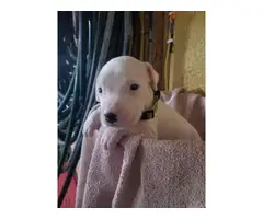 3 Healthy Dogo Argentino puppies for sale - 3