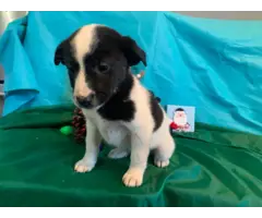3 Border Aussie puppies looking for a loving home