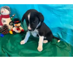 3 Border Aussie puppies looking for a loving home - 2