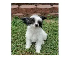 1 Male and 1 female Black and White Chinese Crested puppies