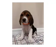 AKC Beagle puppies looking for their forever home