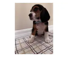 AKC Beagle puppies looking for their forever home - 2