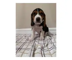 AKC Beagle puppies looking for their forever home - 3