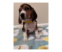 AKC Beagle puppies looking for their forever home - 4