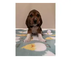 AKC Beagle puppies looking for their forever home - 5