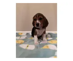 AKC Beagle puppies looking for their forever home - 7