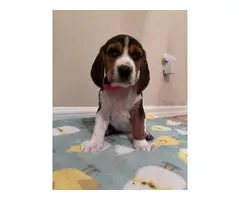 AKC Beagle puppies looking for their forever home - 8