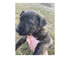 5 Brindle pitbull puppies for sale - 1