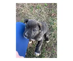 5 Brindle pitbull puppies for sale - 3