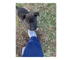 5 Brindle pitbull puppies for sale - 4