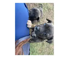 5 Brindle pitbull puppies for sale - 6
