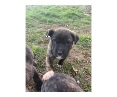 5 Brindle pitbull puppies for sale - 7