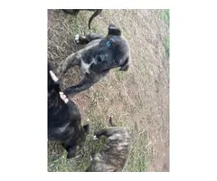 5 Brindle pitbull puppies for sale - 8