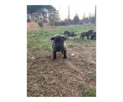 5 Brindle pitbull puppies for sale - 9