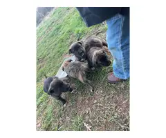 5 Brindle pitbull puppies for sale - 10
