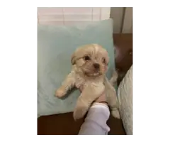 Playful and healthy Shih Tzu puppies for sale - 2