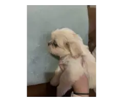 Playful and healthy Shih Tzu puppies for sale - 4