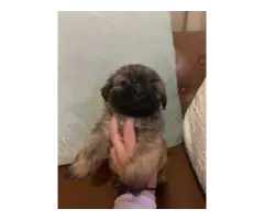 Playful and healthy Shih Tzu puppies for sale - 6