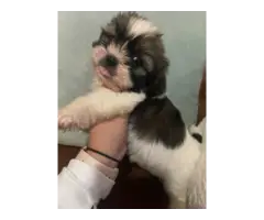Playful and healthy Shih Tzu puppies for sale - 7