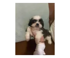 Playful and healthy Shih Tzu puppies for sale - 9