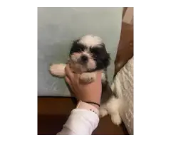 Playful and healthy Shih Tzu puppies for sale - 10