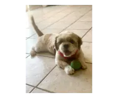 Playful and healthy Shih Tzu puppies for sale - 13