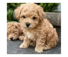 4 Litter of Amazing maltipoo puppies for sale - 1