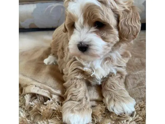 4 Litter of Amazing maltipoo puppies for sale - 2/10