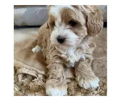 4 Litter of Amazing maltipoo puppies for sale - 2