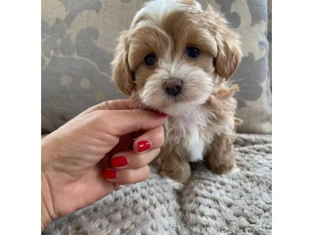 4 Litter of Amazing maltipoo puppies for sale - 3/10