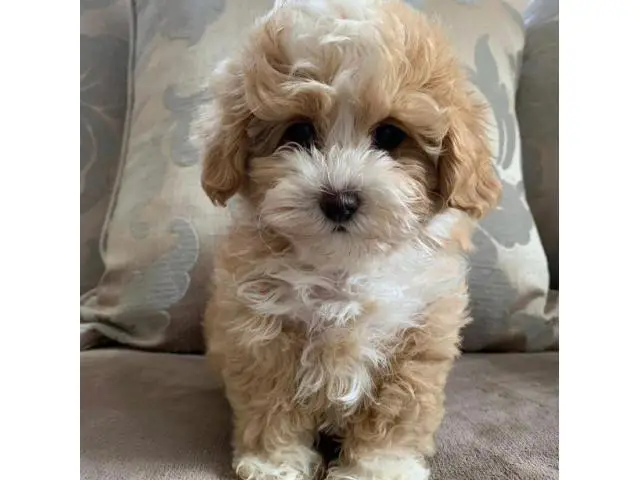 4 Litter of Amazing maltipoo puppies for sale - 4/10