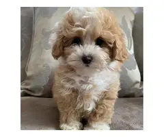 4 Litter of Amazing maltipoo puppies for sale - 4