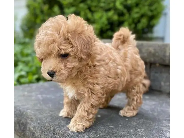 4 Litter of Amazing maltipoo puppies for sale - 6/10