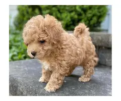 4 Litter of Amazing maltipoo puppies for sale - 6