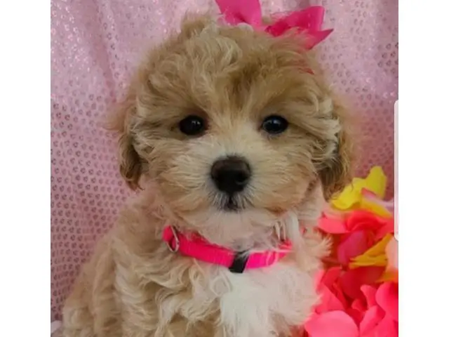 4 Litter of Amazing maltipoo puppies for sale - 8/10
