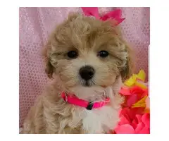 4 Litter of Amazing maltipoo puppies for sale - 8