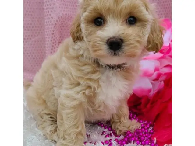 4 Litter of Amazing maltipoo puppies for sale - 9/10