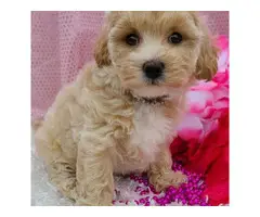 4 Litter of Amazing maltipoo puppies for sale - 9